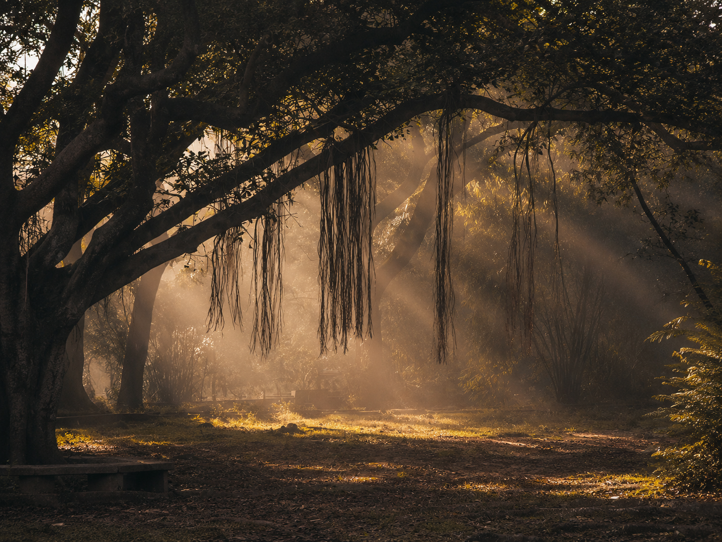 A serene forest scene with a large tree in the foreground, its branches arching over the frame and hanging aerial roots visible. Warm sunlight streams through the misty woods, illuminating the forest floor in golden light.